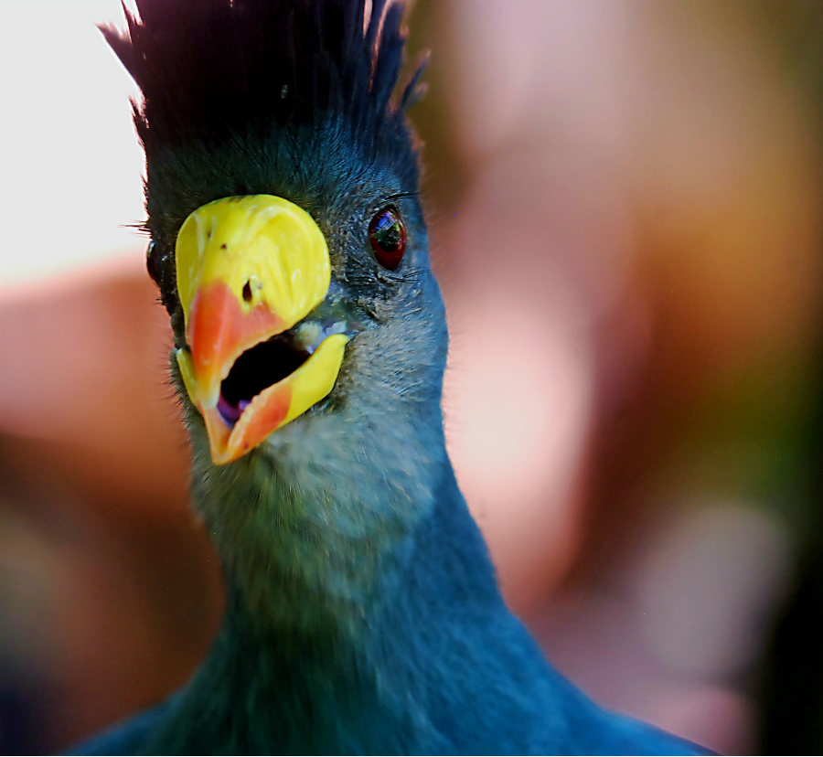 Great Blue Turaco