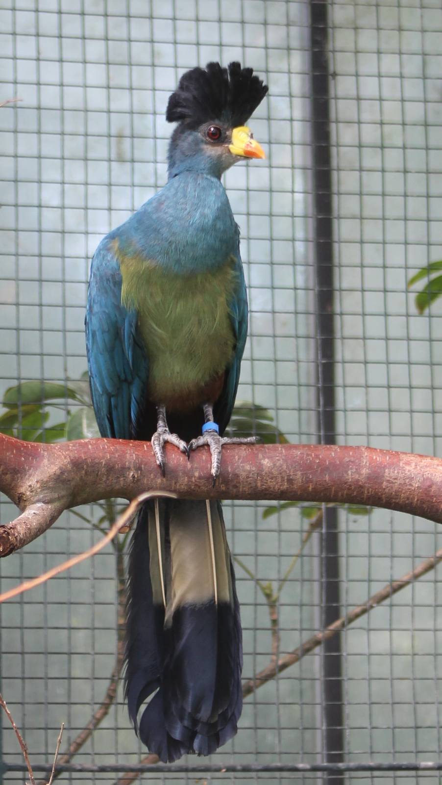 Great Blue turaco