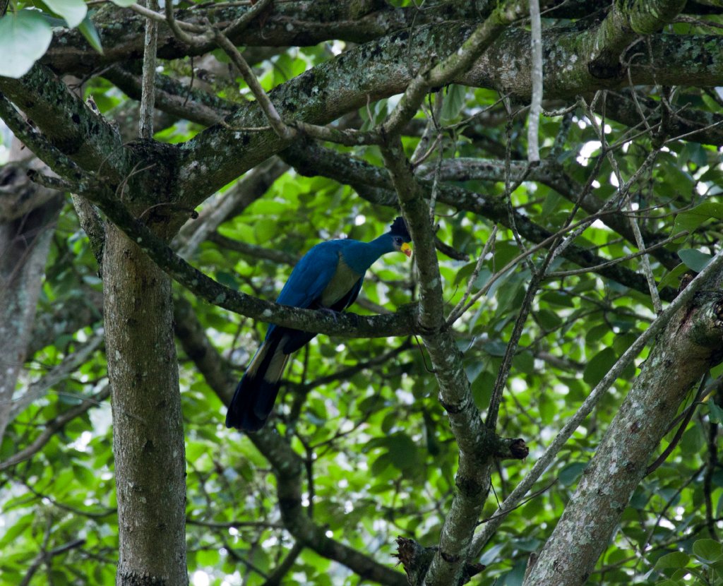 Great Blue Turaco