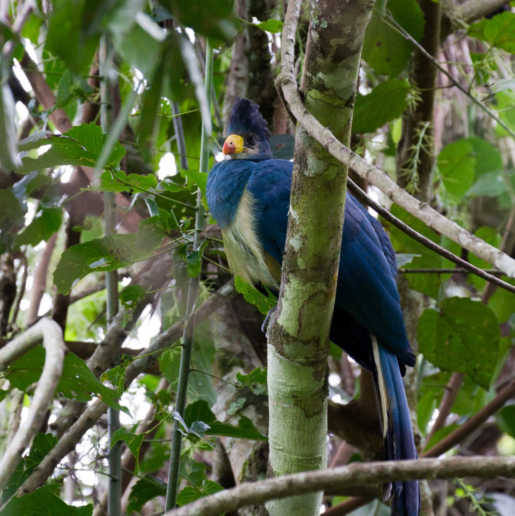 Great Blue Turaco