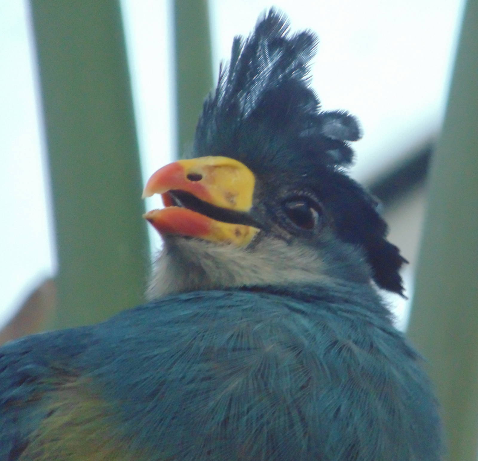 Great Blue Turaco