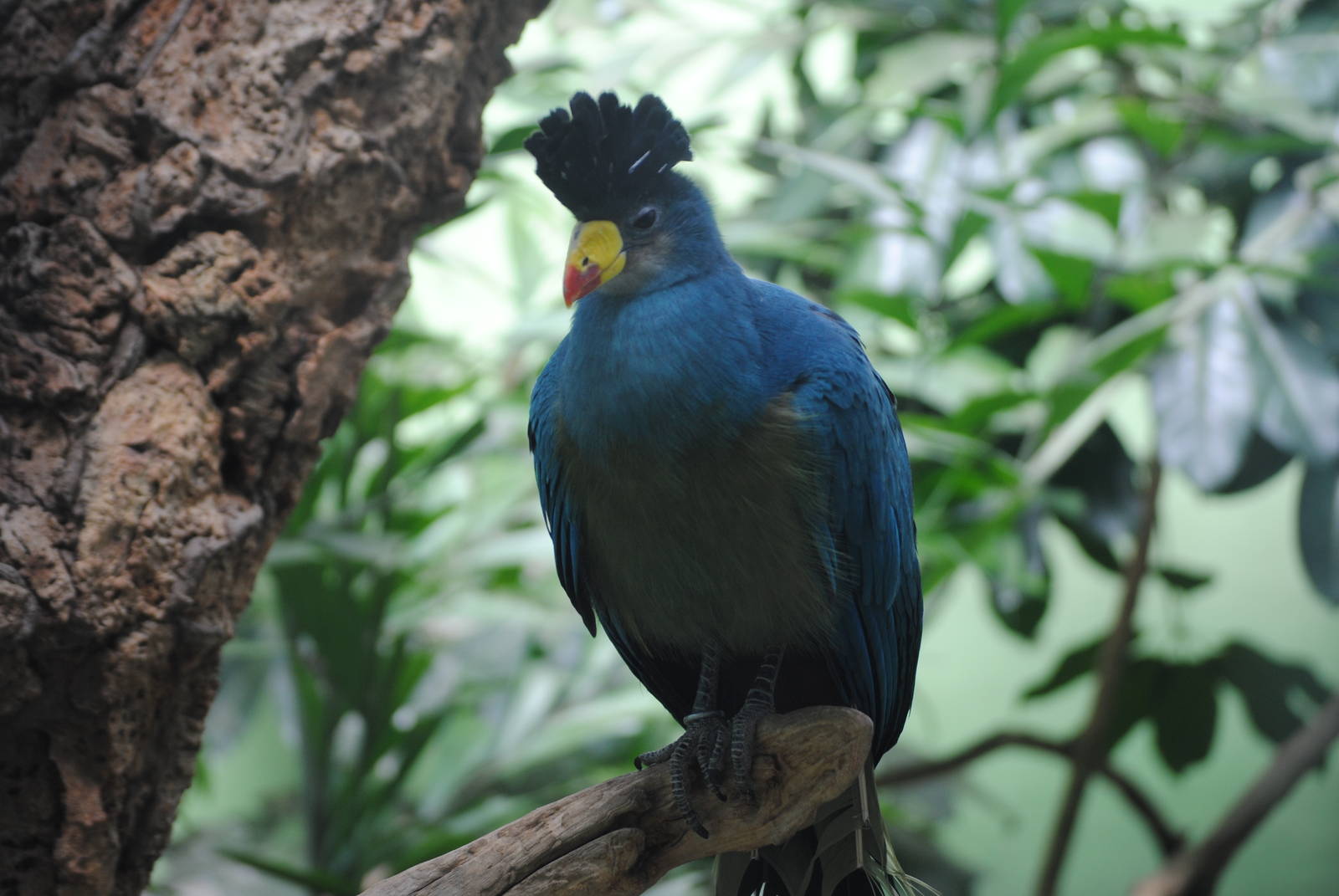 Great Blue Turaco