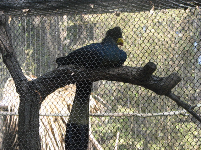 Great blue turaco