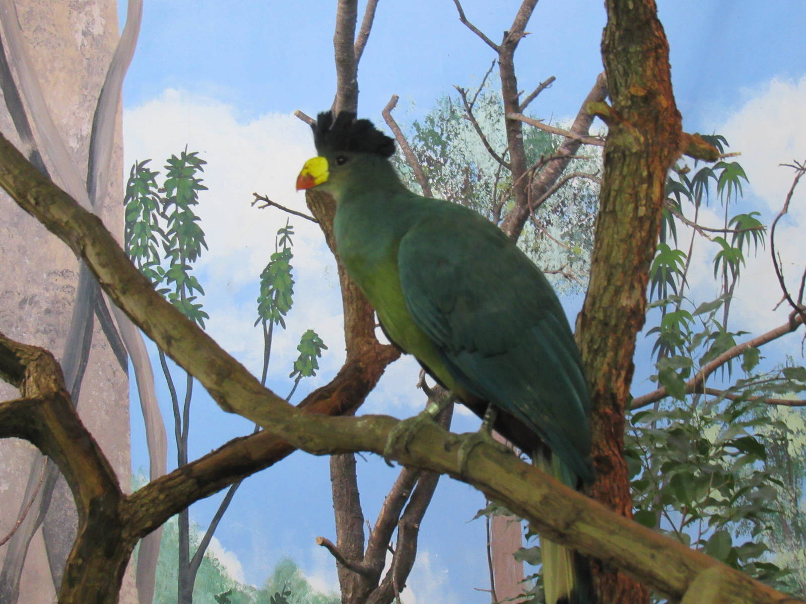 Great Blue Turaco
