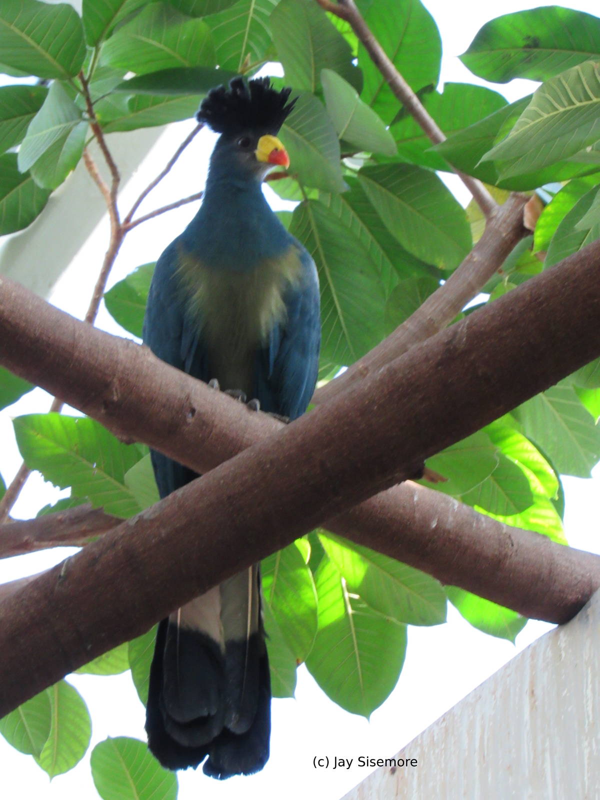 Great Blue Turaco
