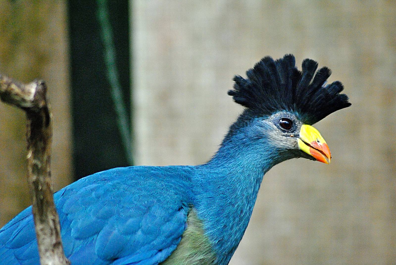 Great blue turaco