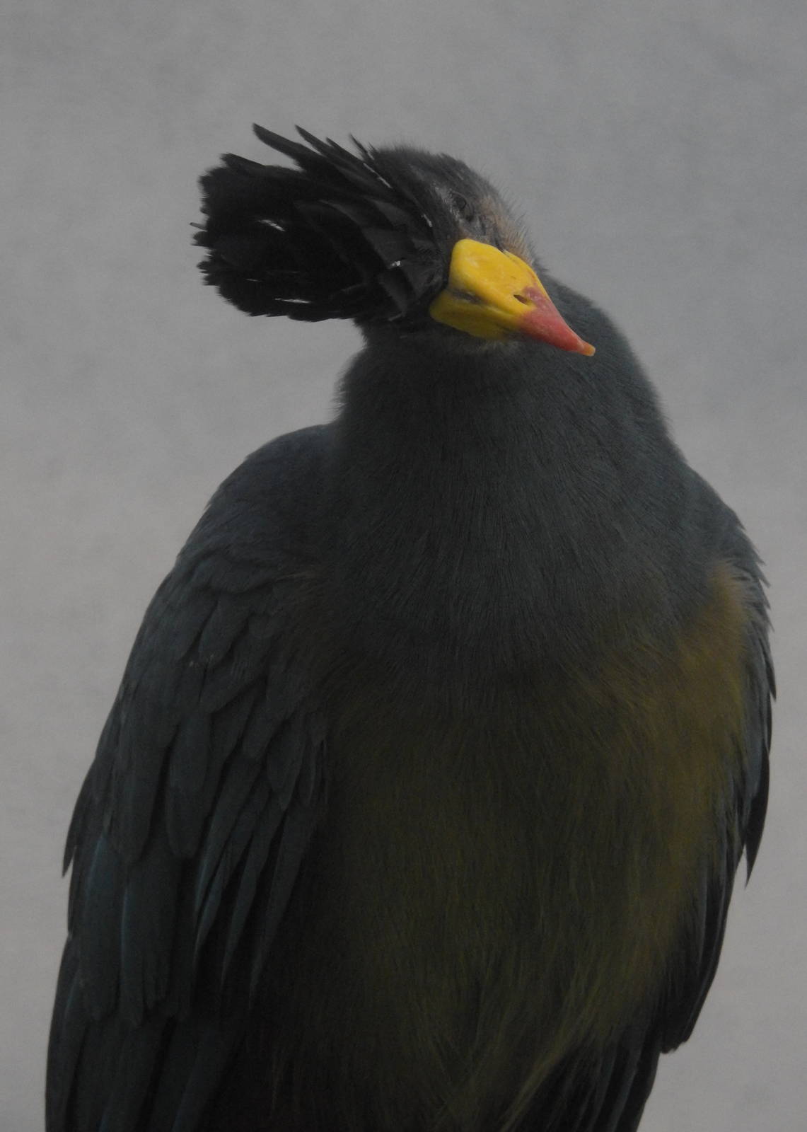 Great Blue Turaco