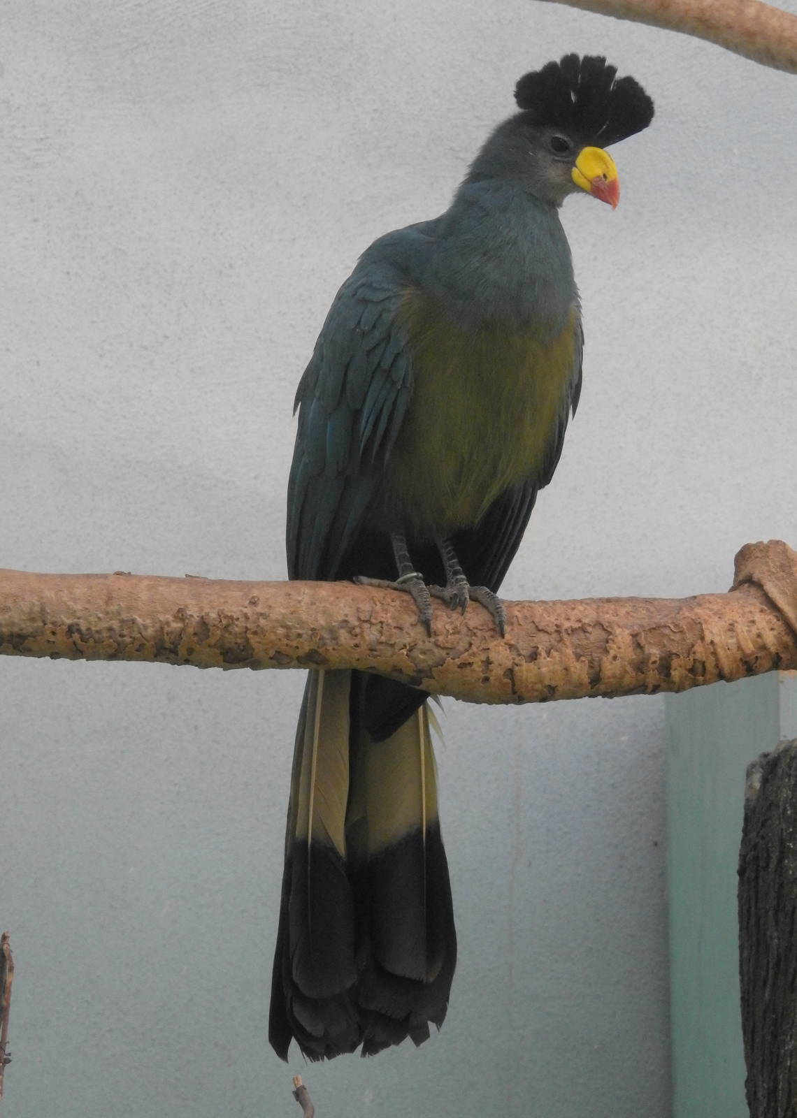 Great Blue Turaco