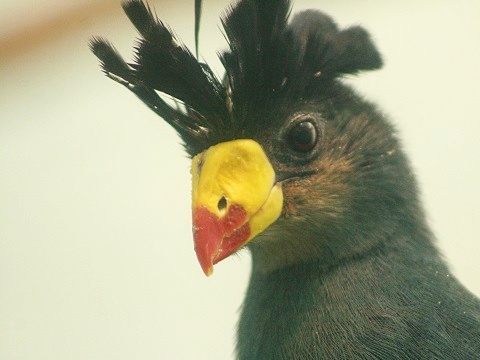Great Blue Turaco