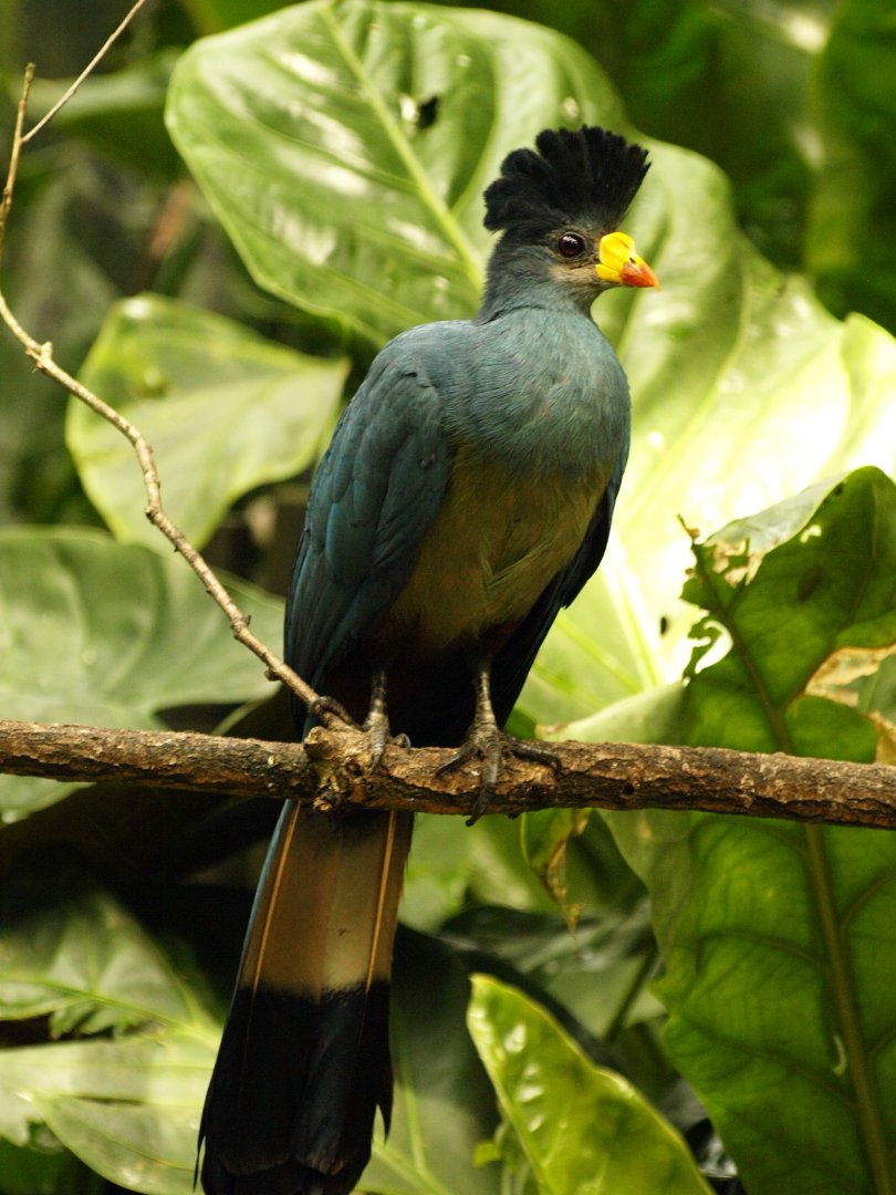 Great blue turaco