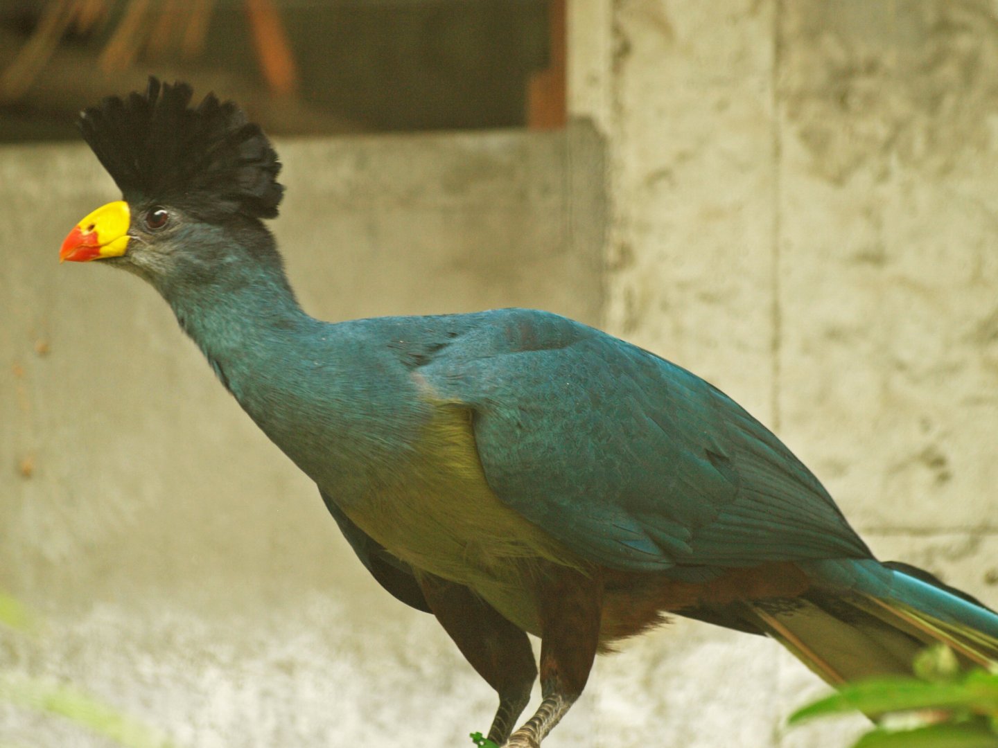 Great blue turaco