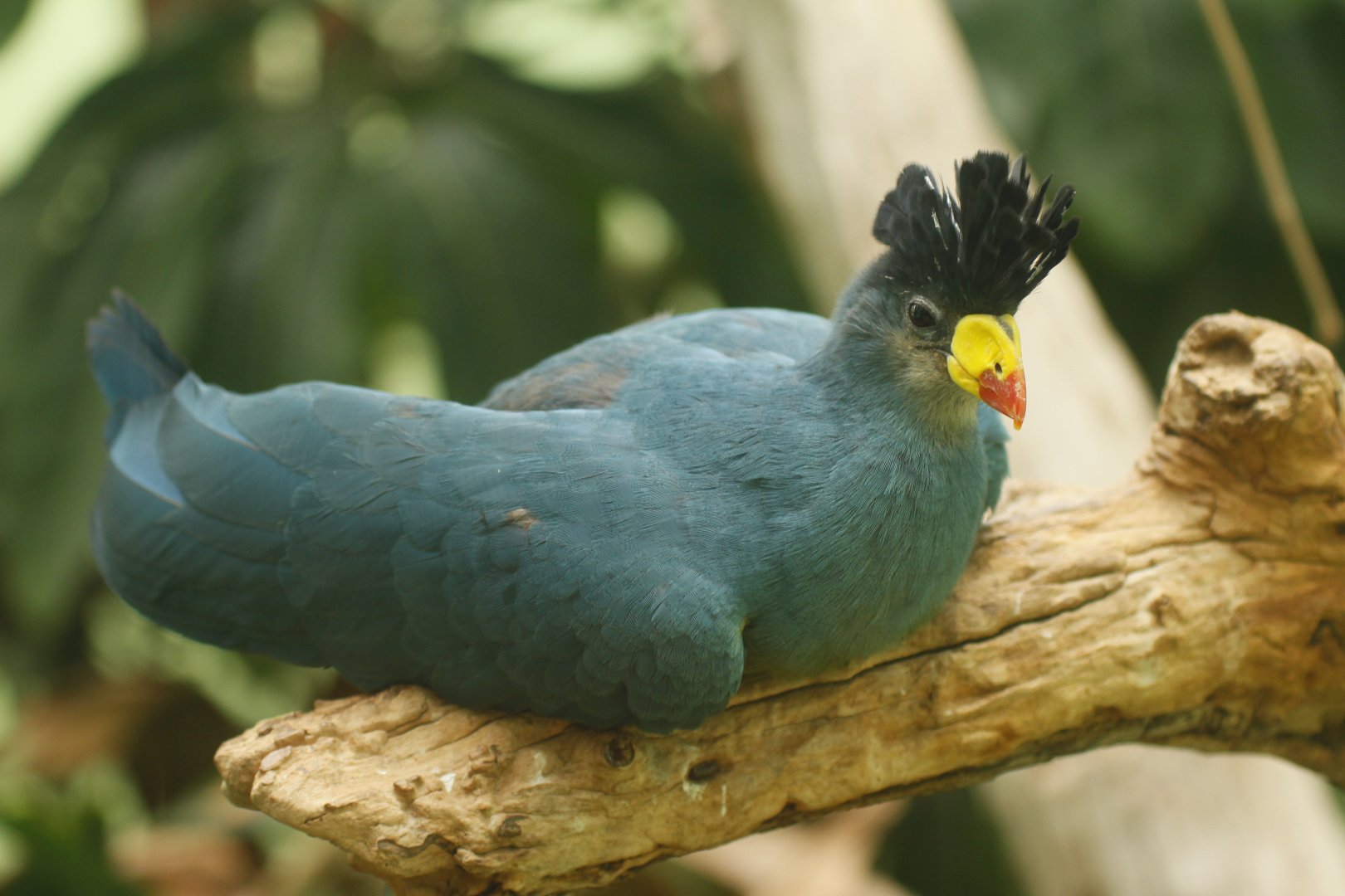 Great blue turaco