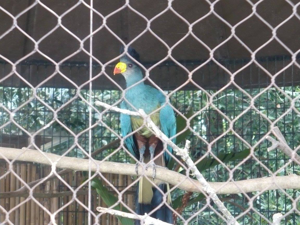 Great blue turaco