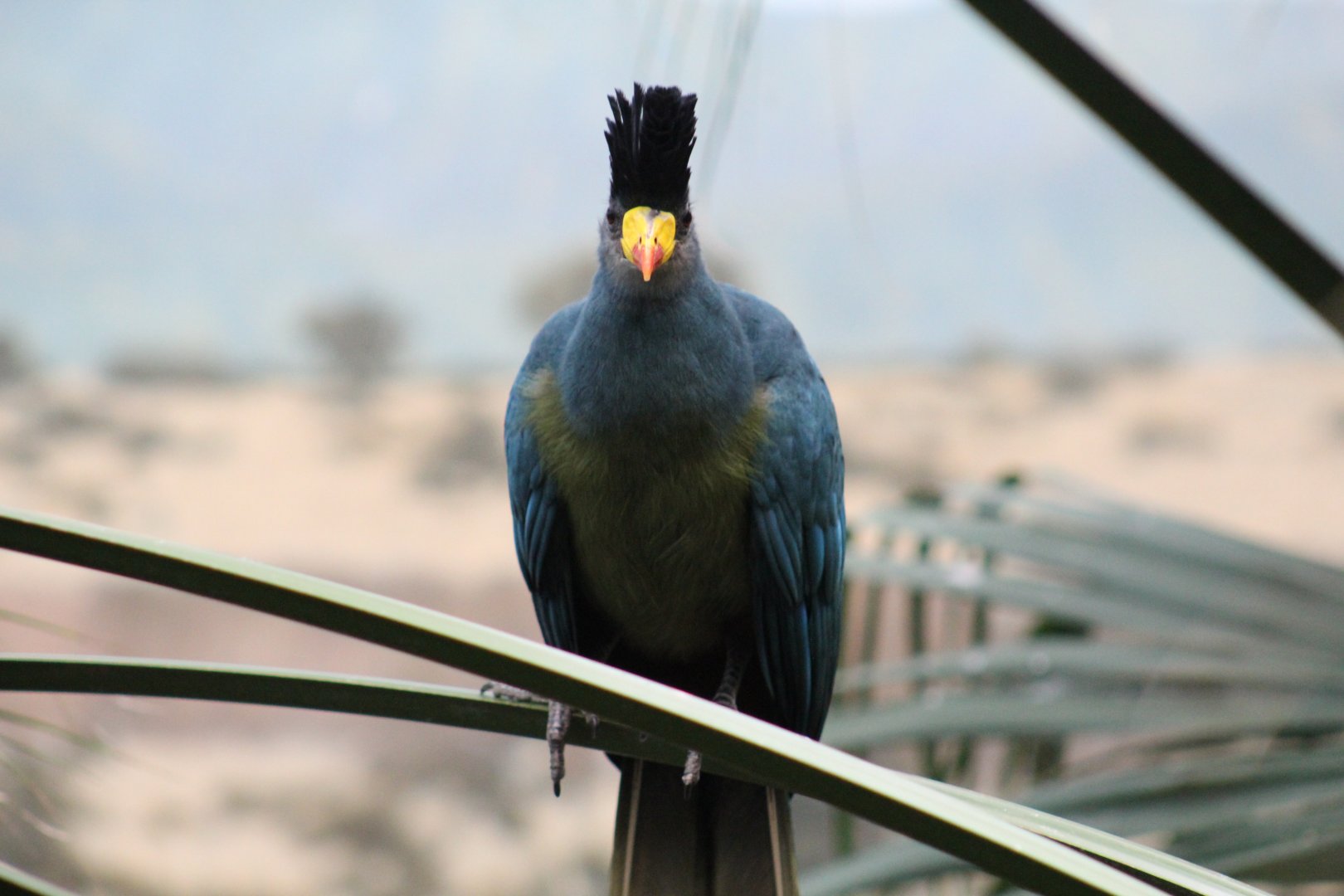 Great Blue Turaco