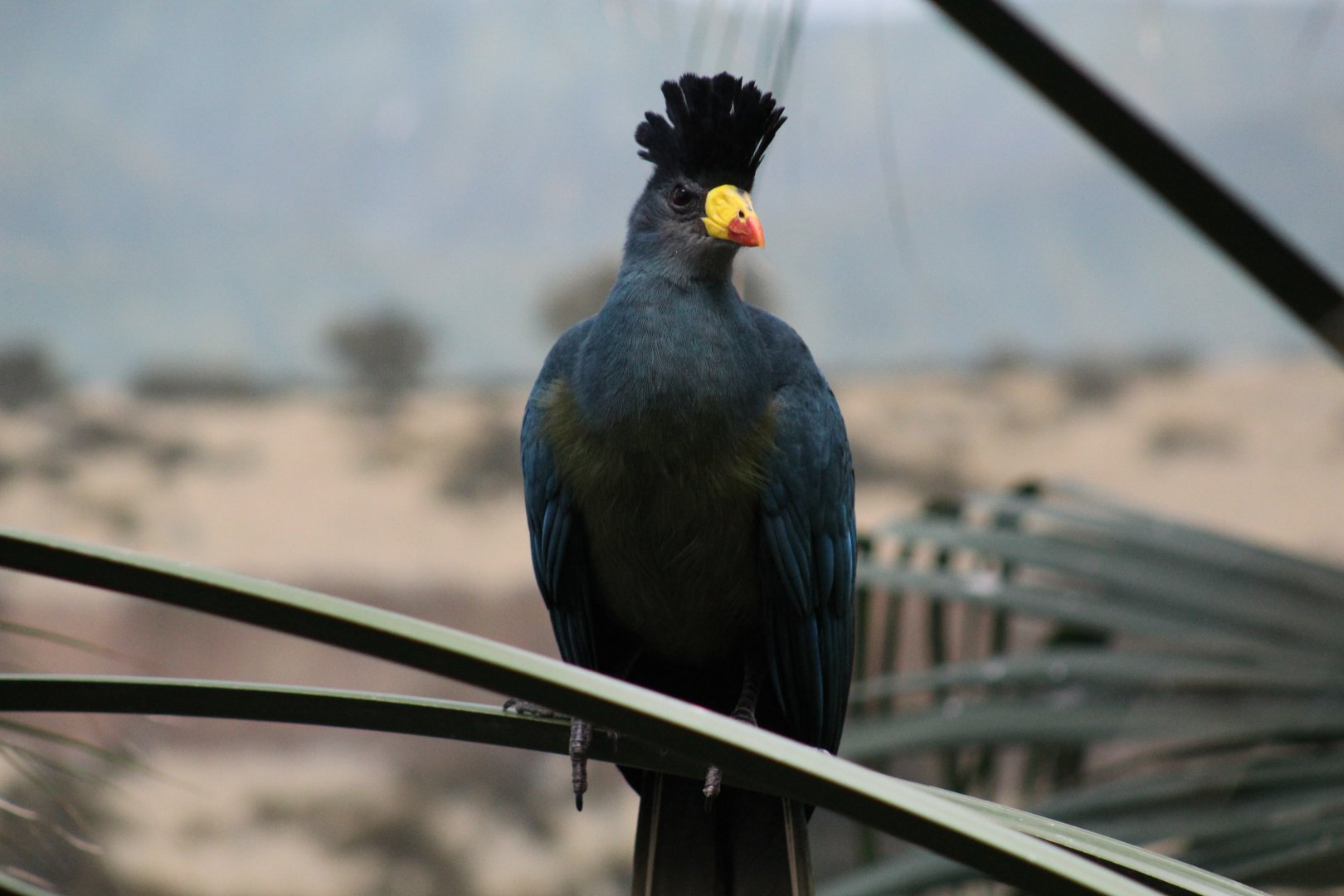 Great Blue Turaco