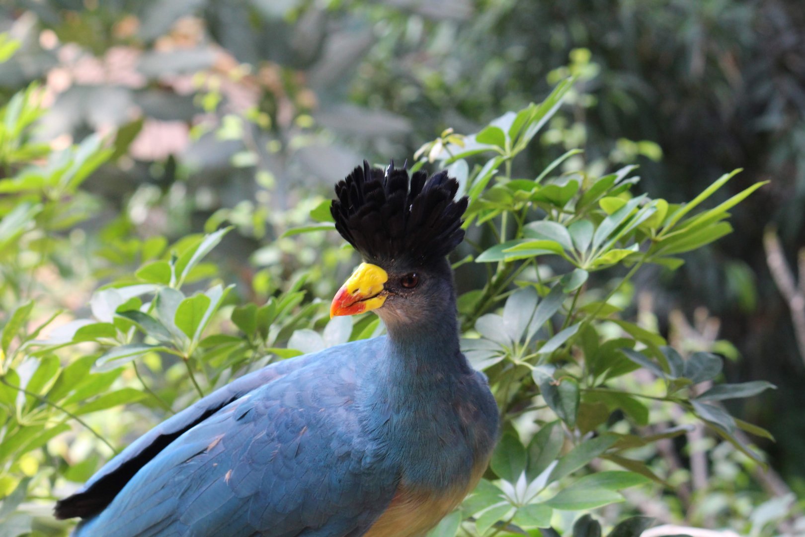 Great Blue Turaco