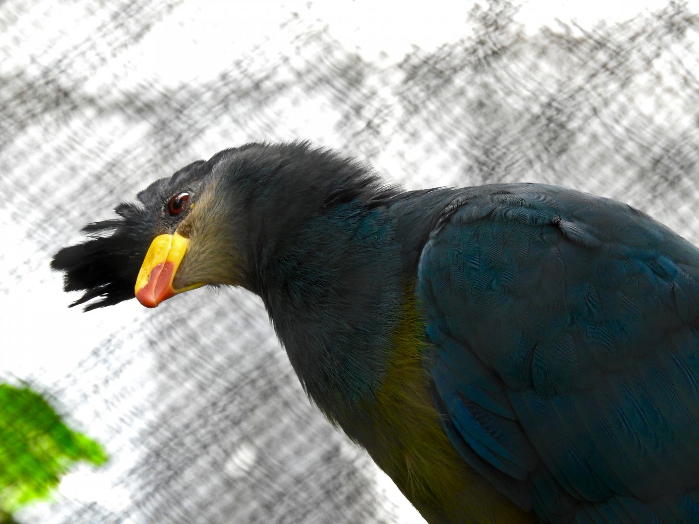 Great Blue Turaco