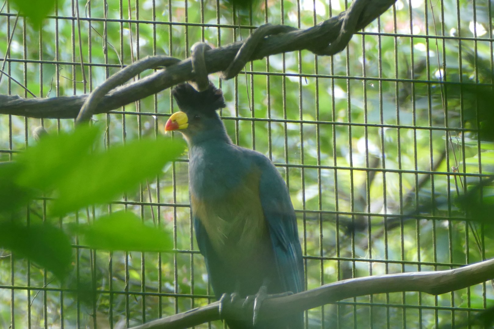 Great Blue Turaco