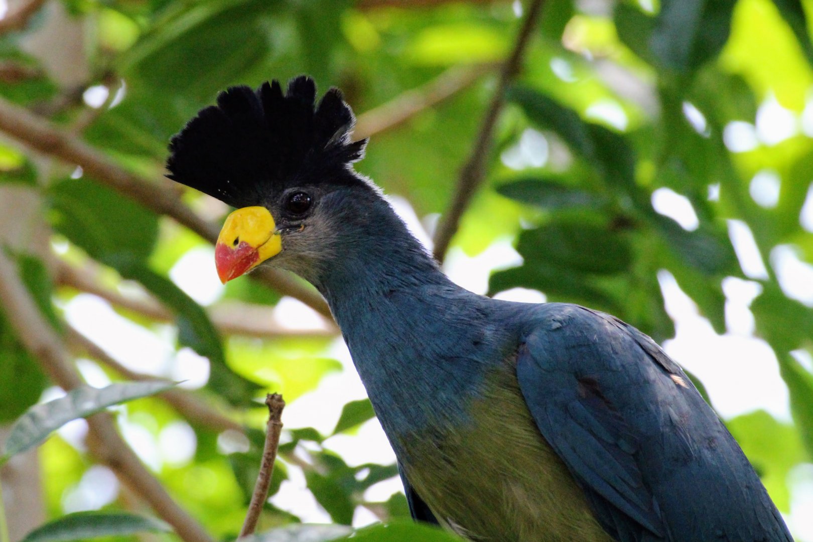 Great Blue Turaco