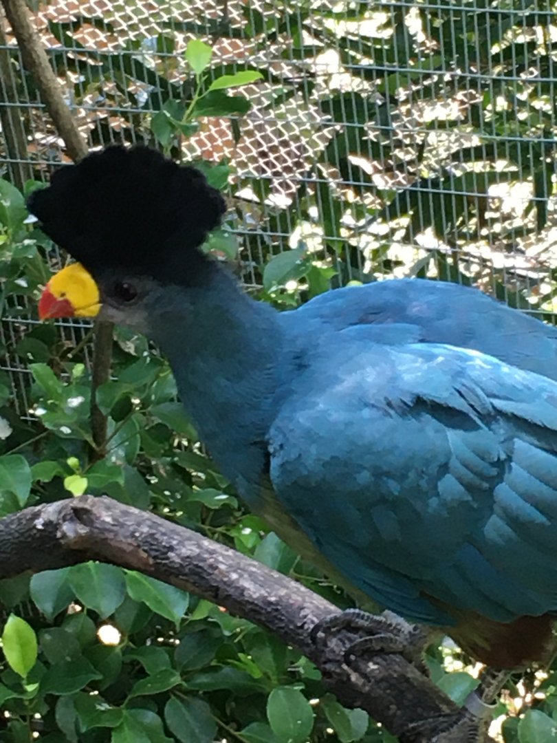 Great Blue Turaco