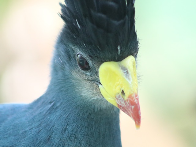 Great Blue Turaco