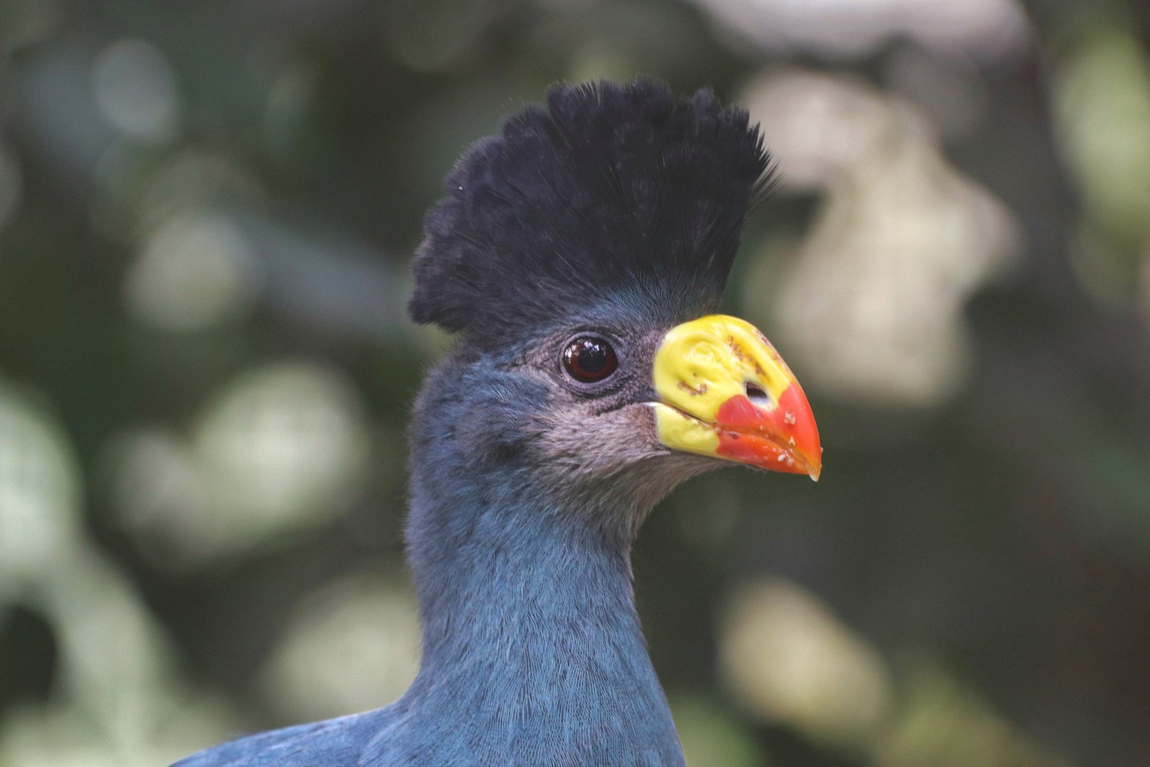 Great blue turaco