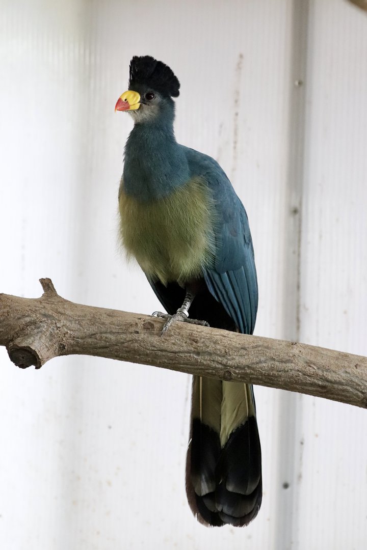 Great blue turaco