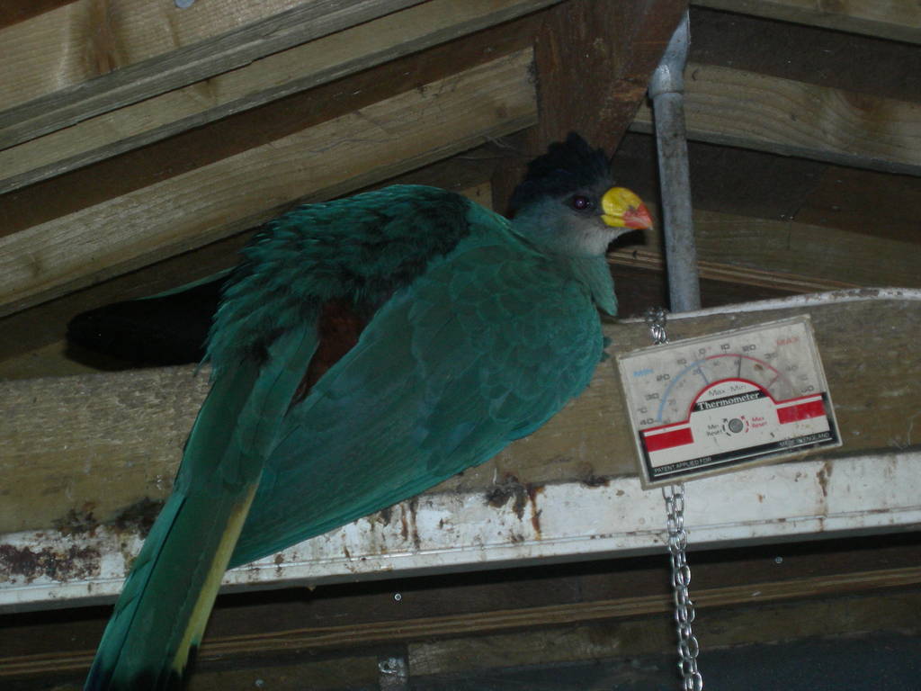 Great blue turaco