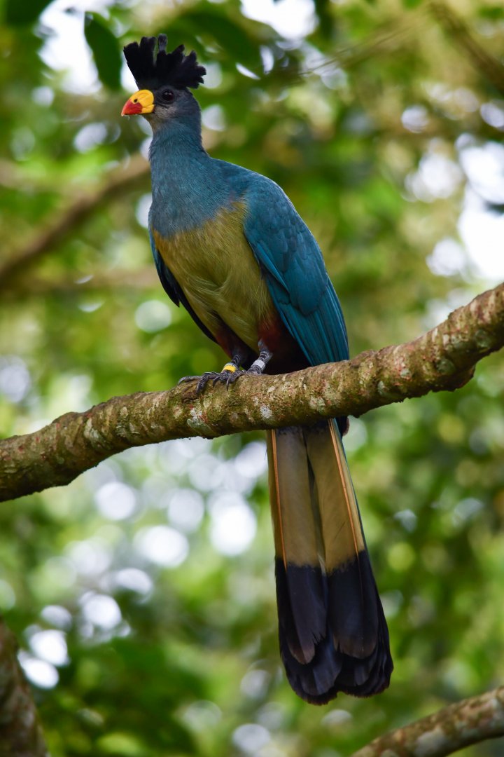 Great Blue Turaco