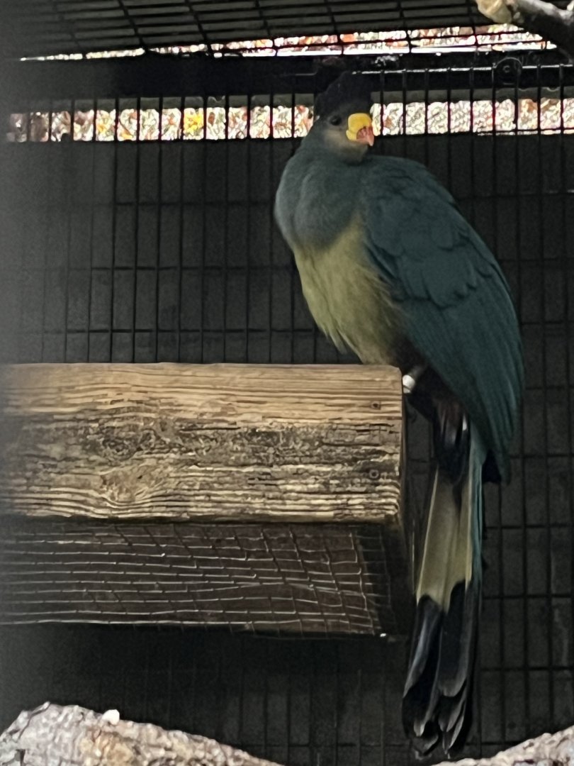 Great Blue Turaco
