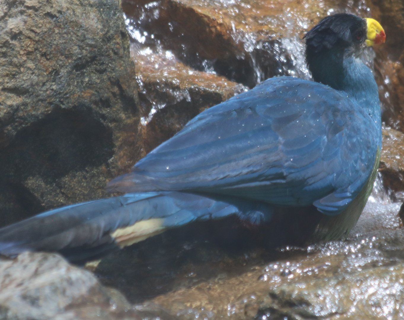 Great Blue Turaco