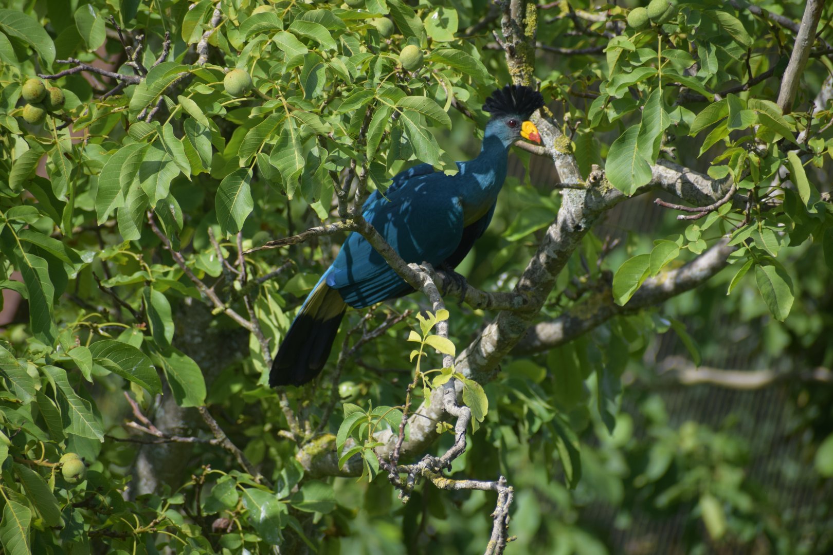 Great blue turaco