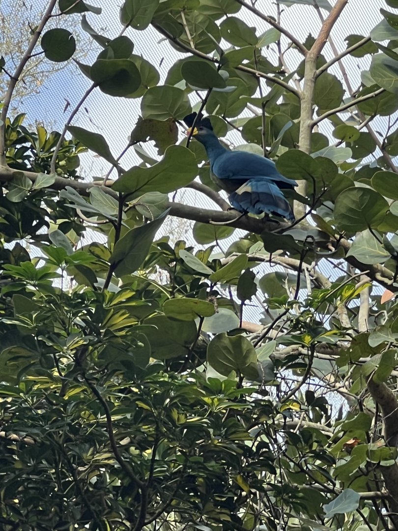 Great Blue Turaco