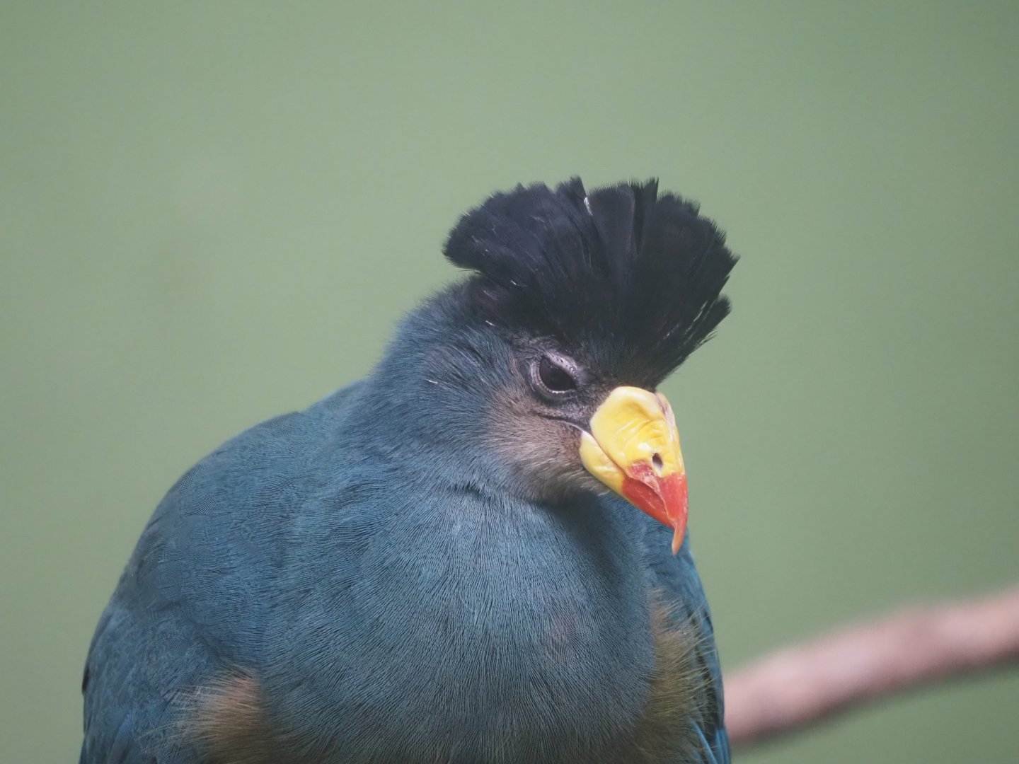 Great Blue Turaco