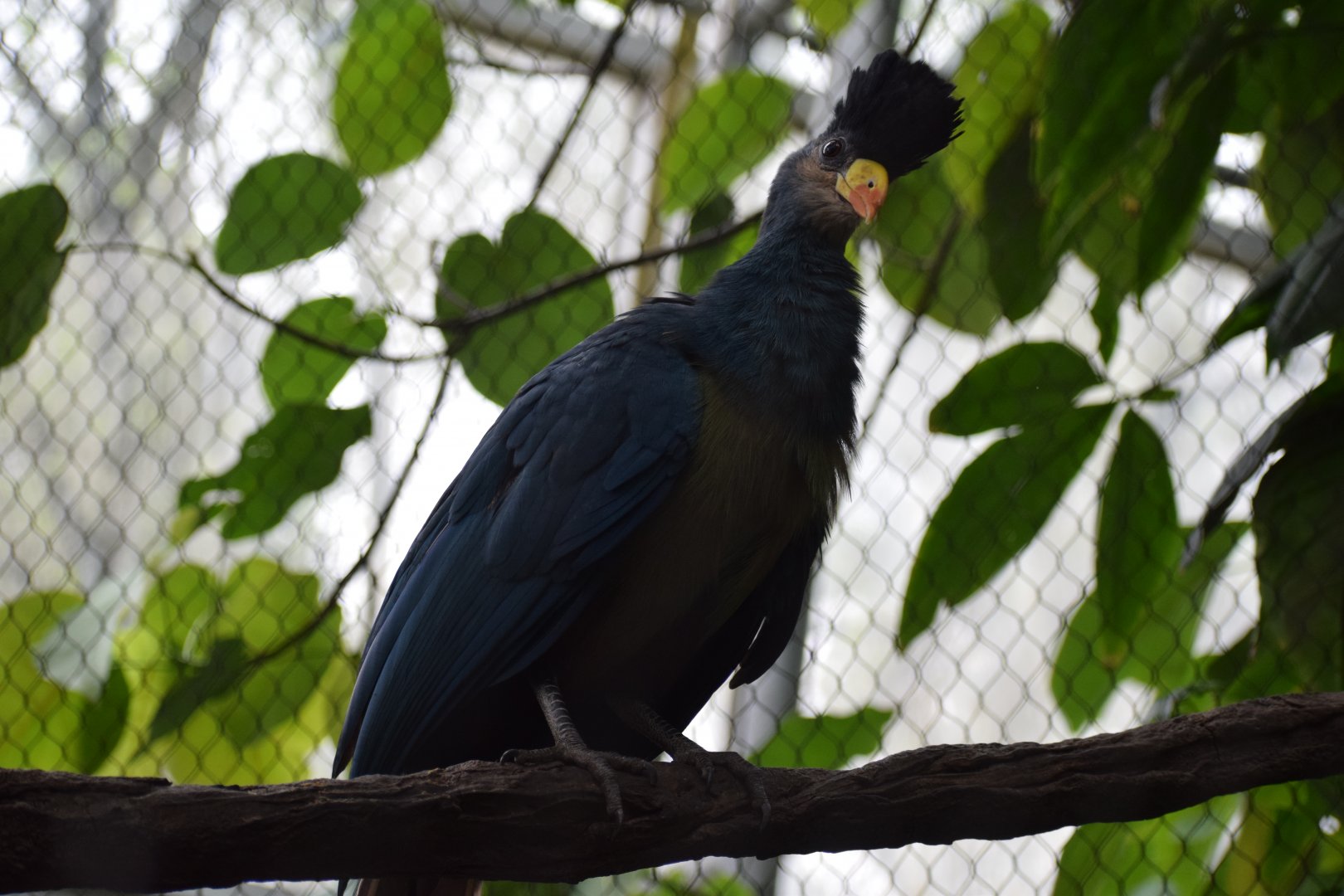 Great blue turaco