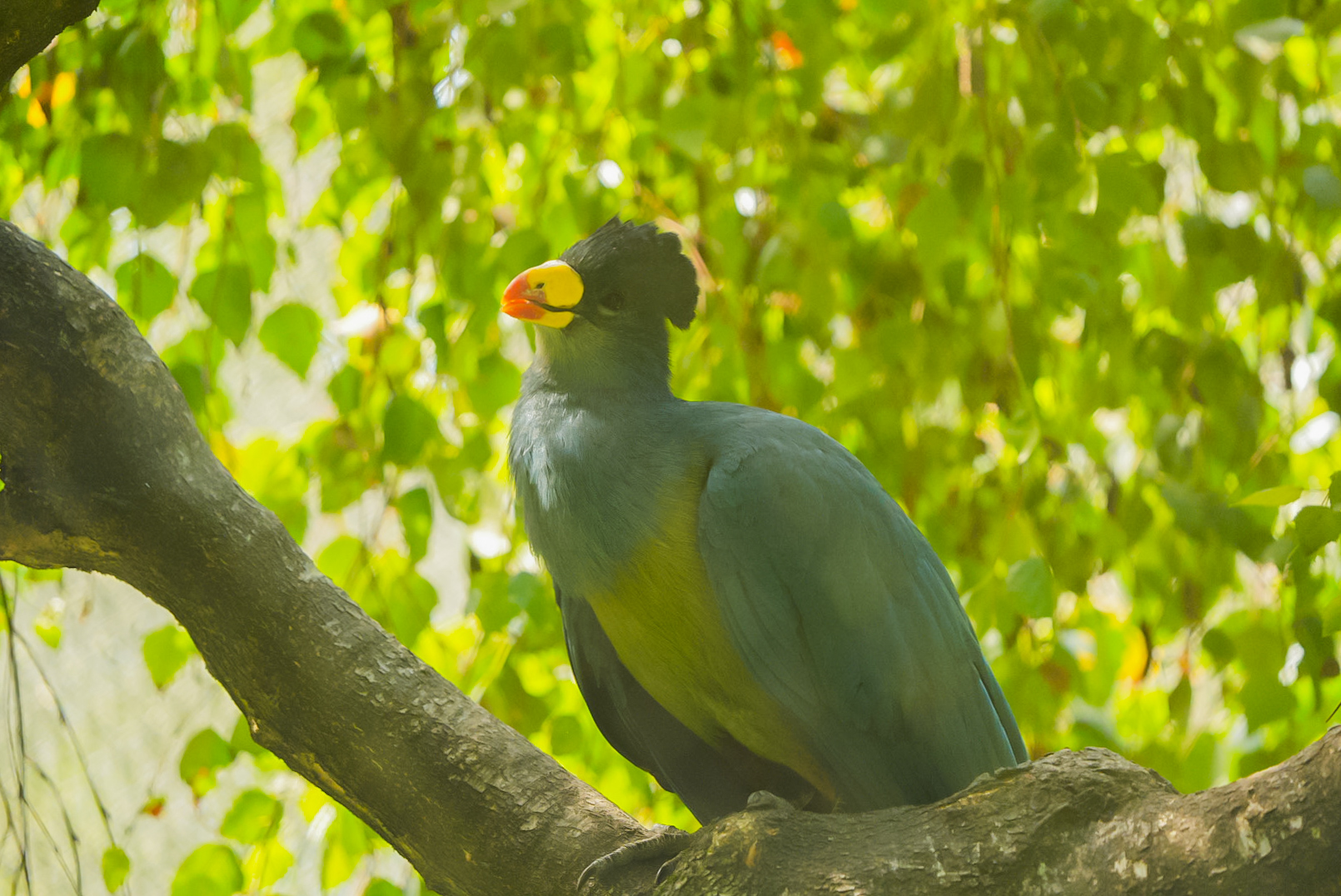 Great Blue Turaco