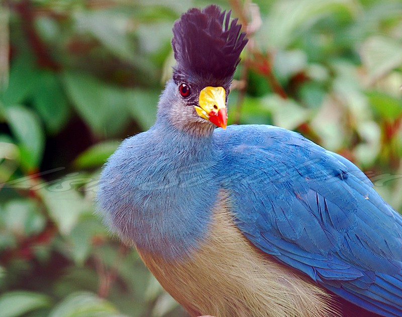 Great Blue Turaco