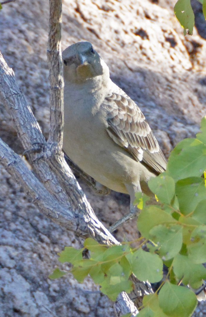Great bowerbird 2
