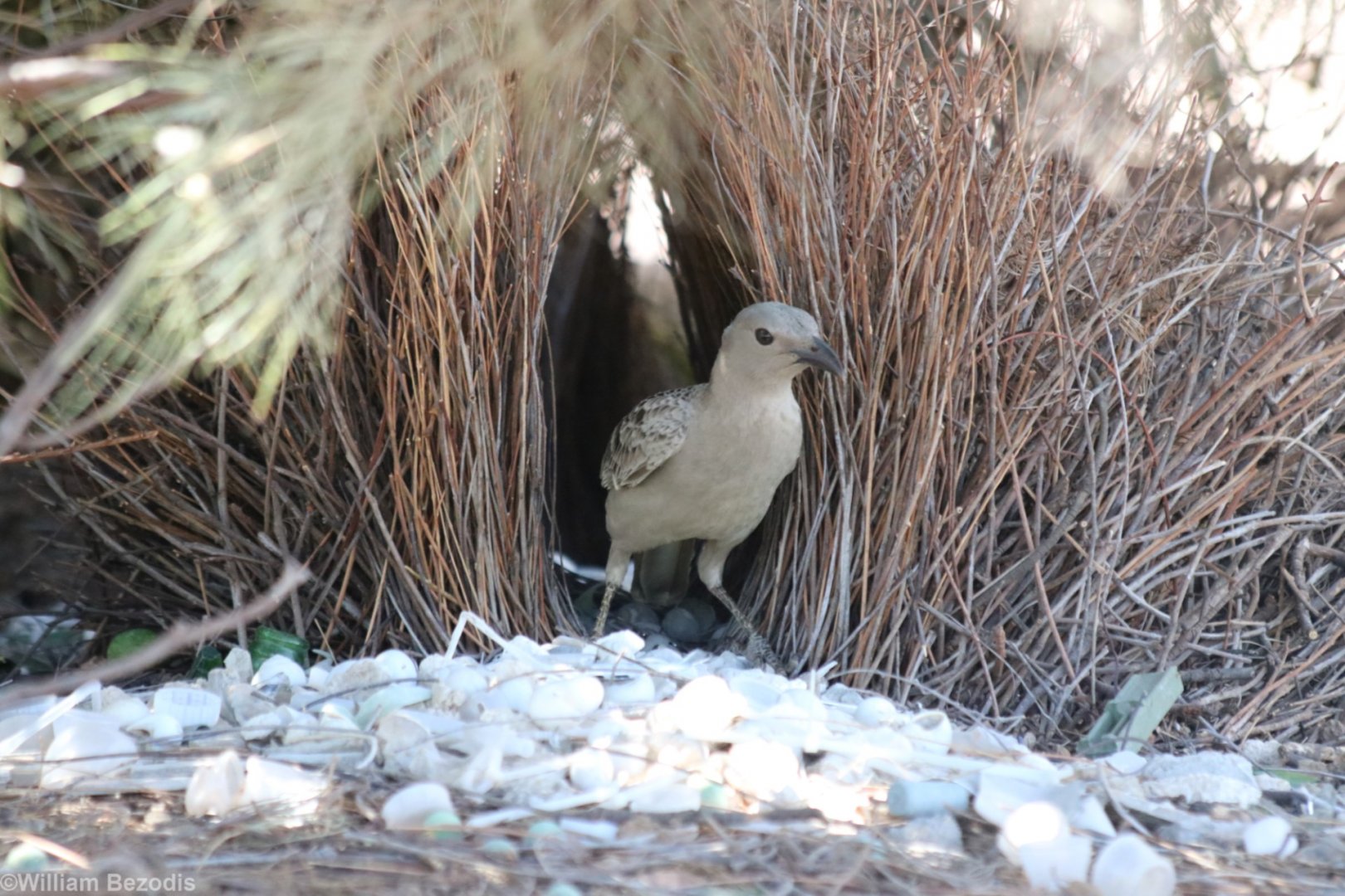 Great Bowerbird and Bower - Pine Creek