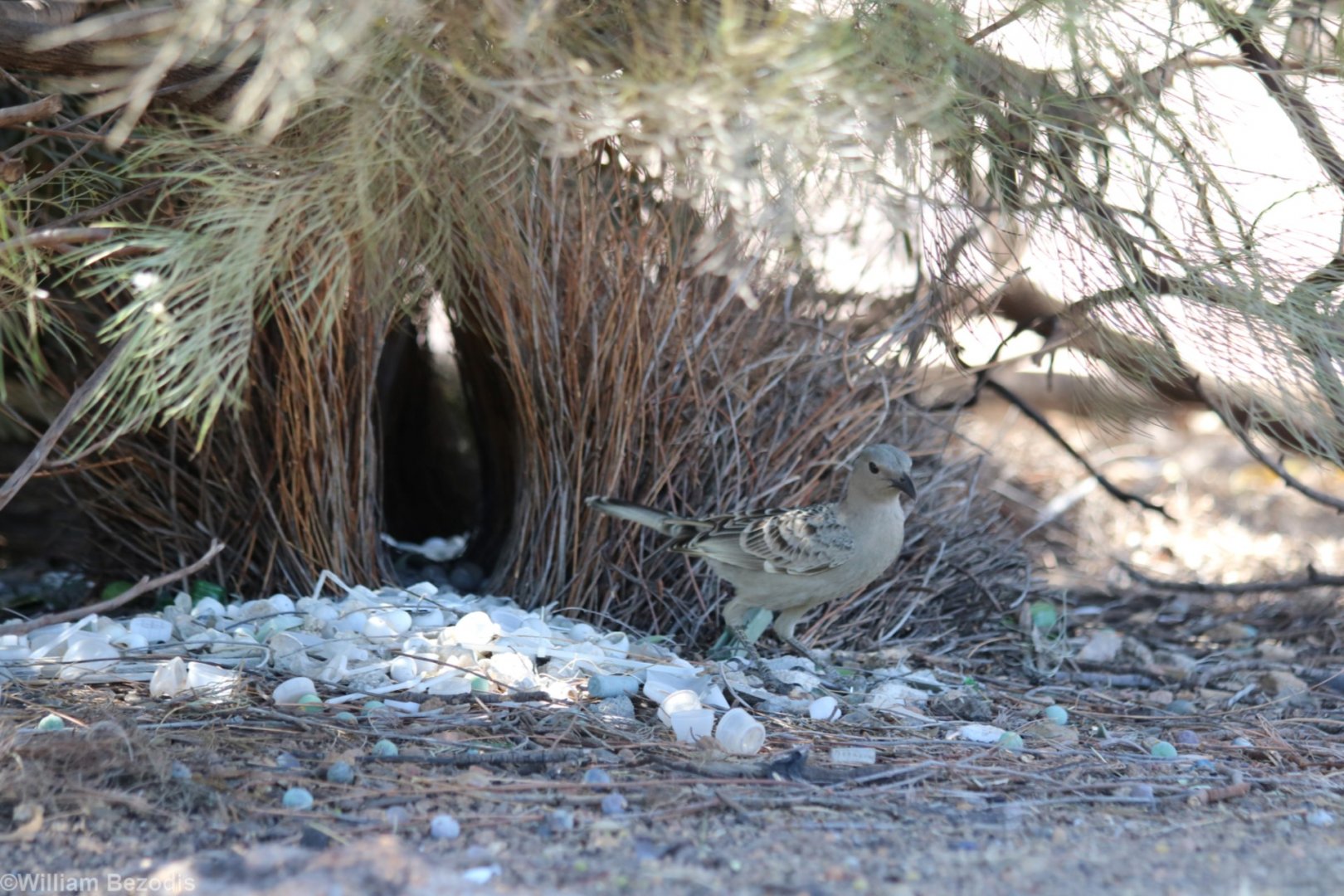 Great Bowerbird and Bower - Pine Creek
