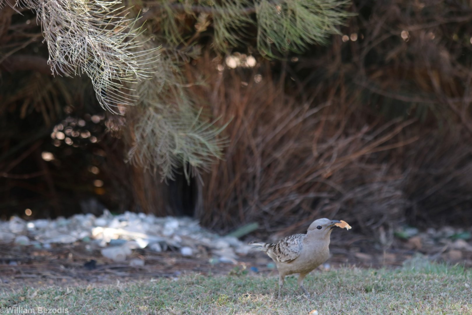 Great Bowerbird and Bower - Pine Creek