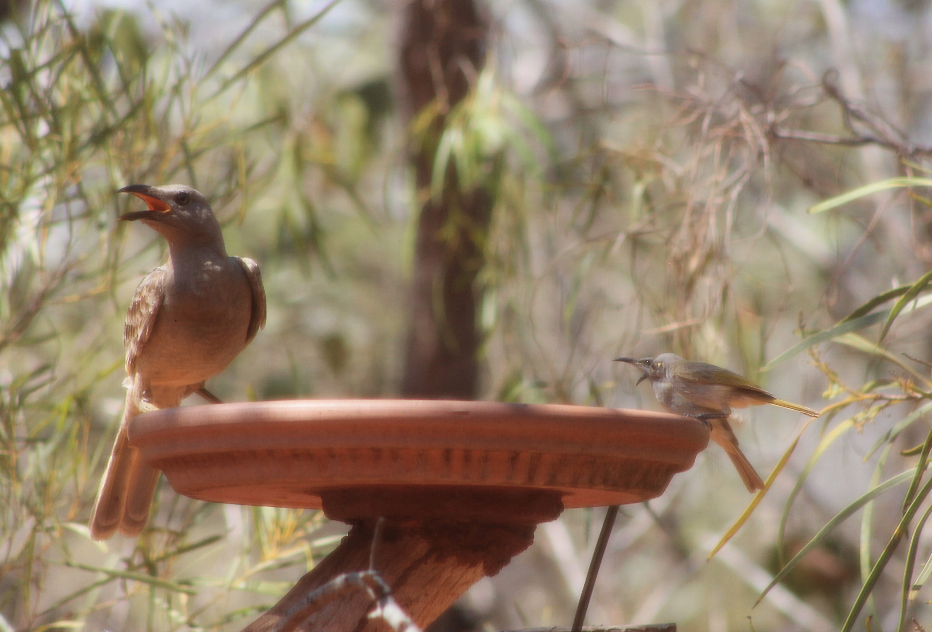 Great Bowerbird and Brown Honeyeaters