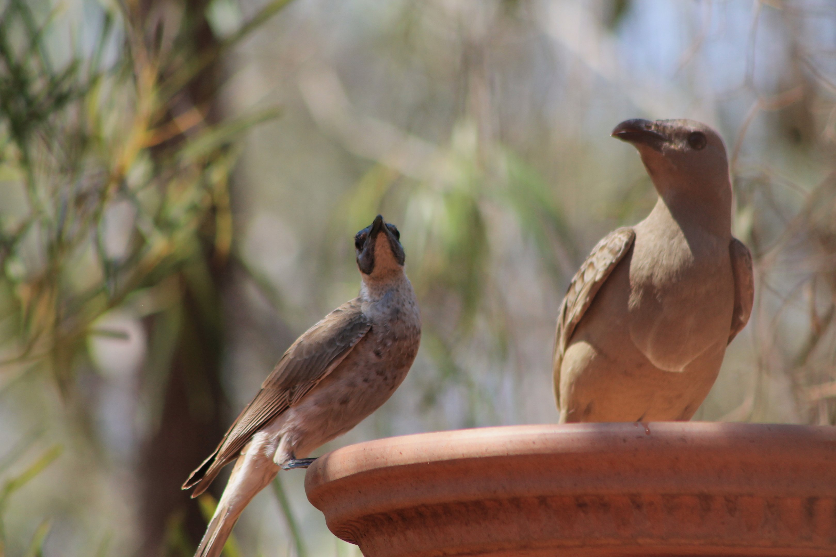 Great Bowerbird and Little Friarbird