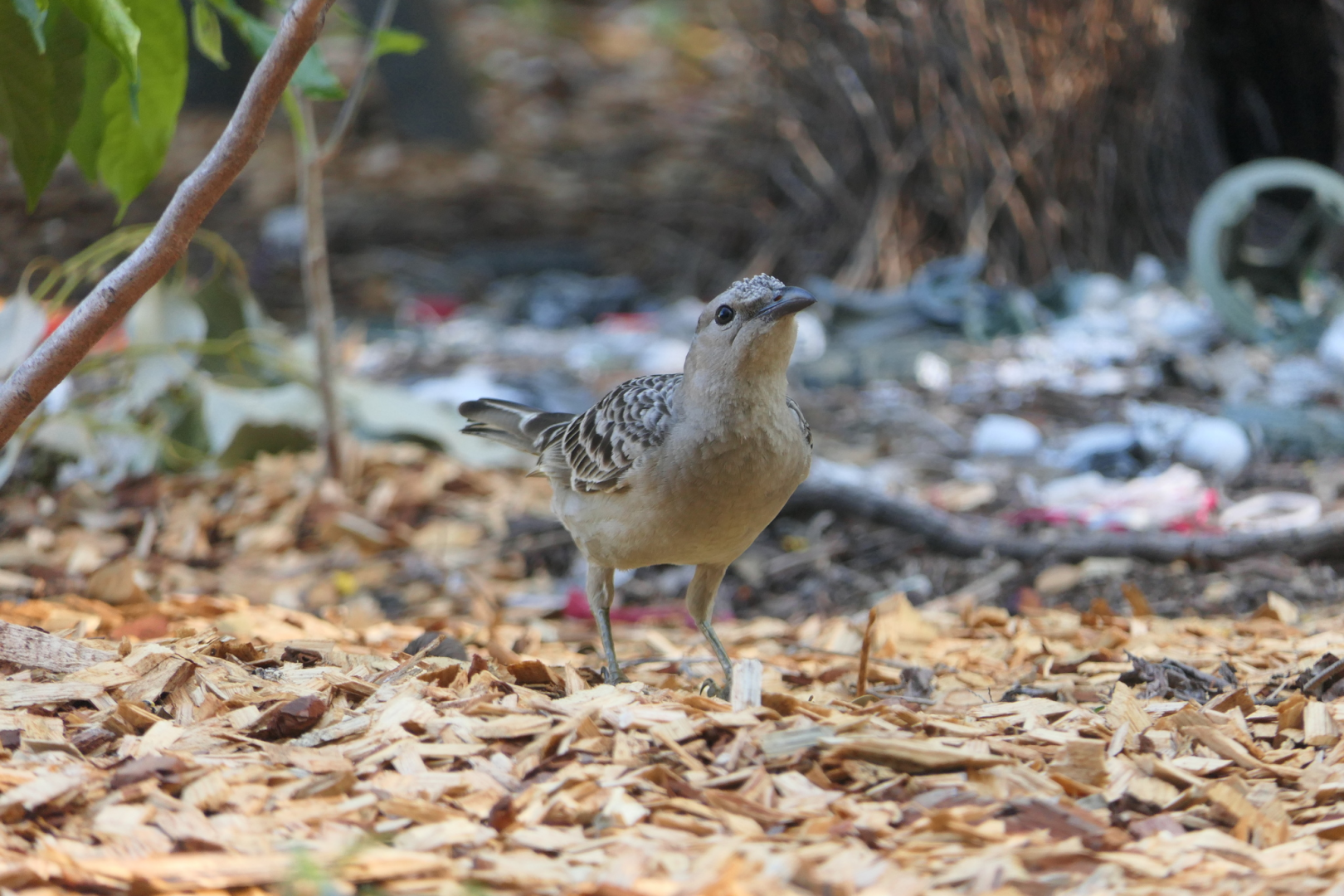 Great Bowerbird (Chlamydera nuchalis)
