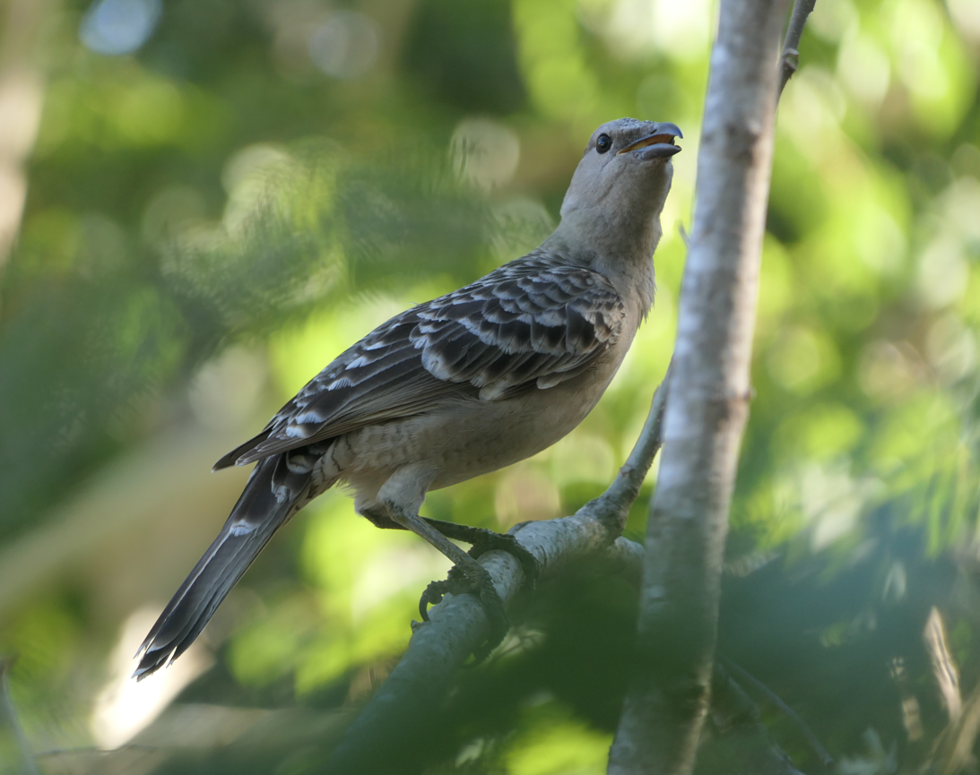 Great Bowerbird (Chlamydera nuchalis)