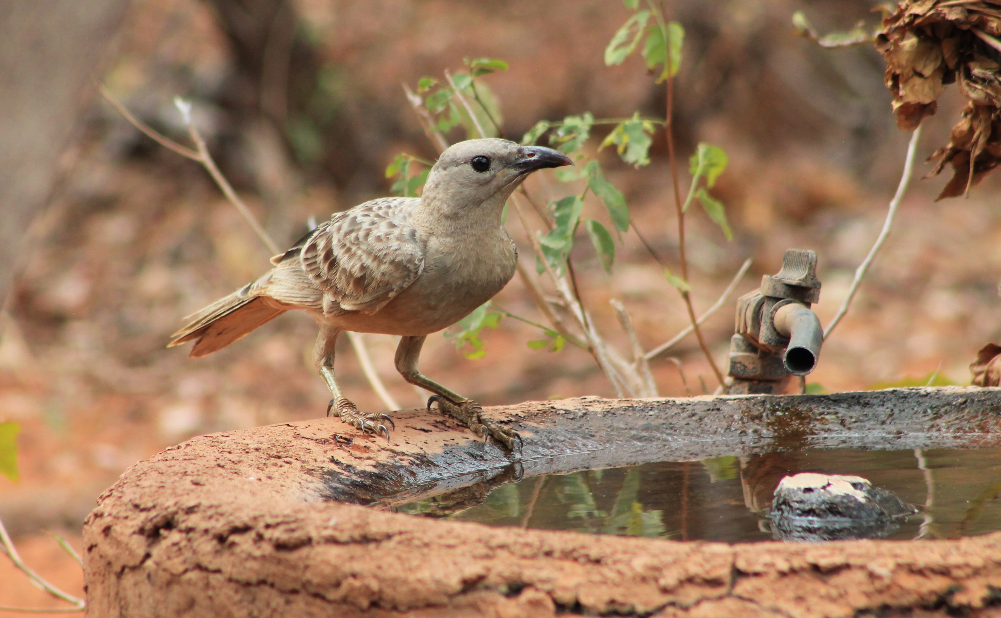 Great Bowerbird (Chlamydera nuchalis)