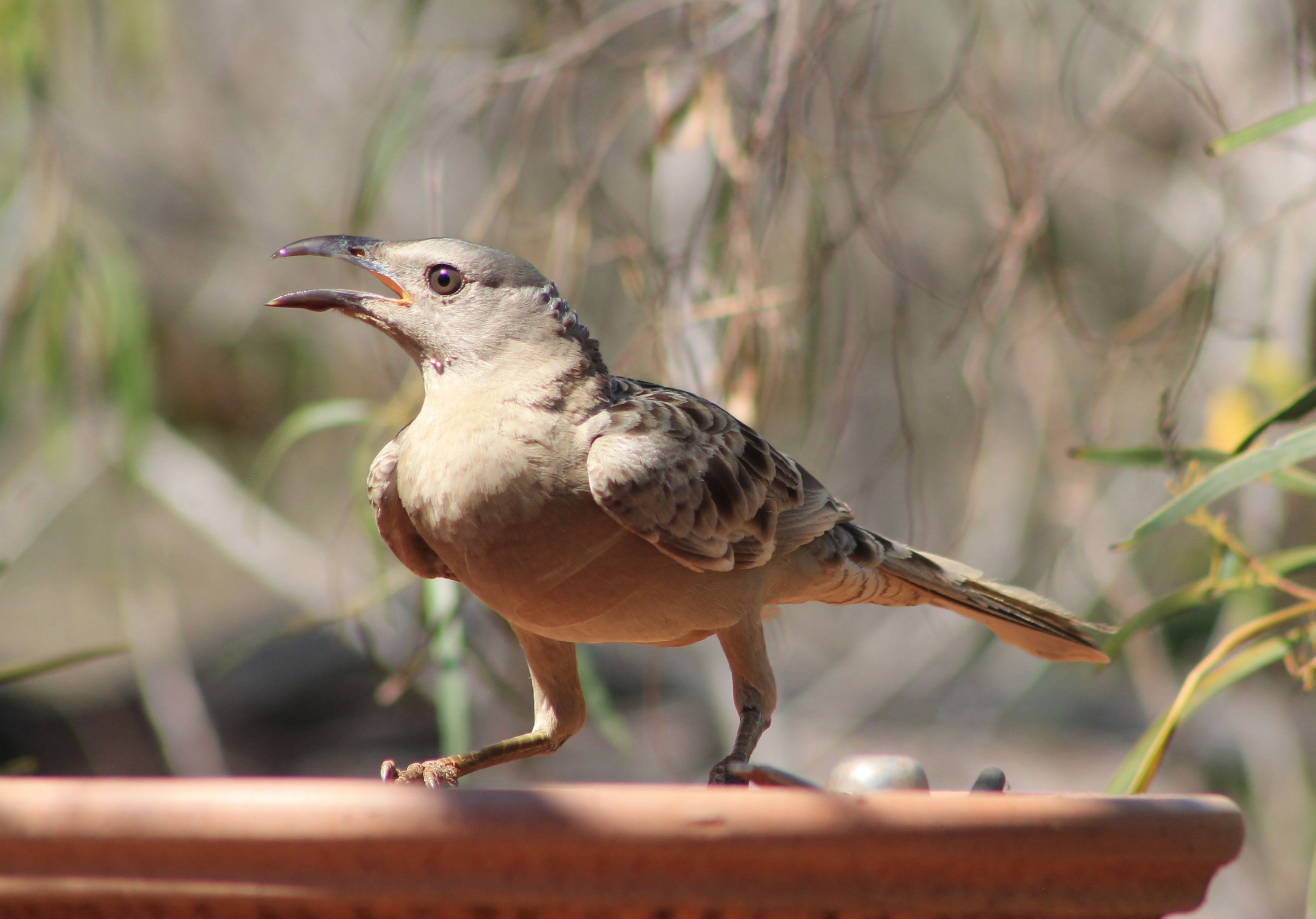 Great Bowerbird (Chlamydera nuchalis)
