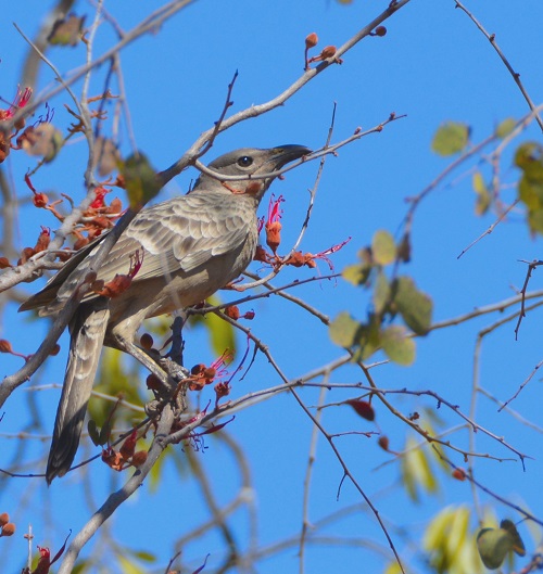 Great bowerbird