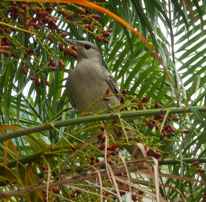 Great Bowerbird