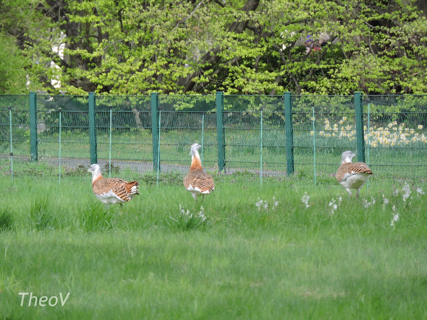Great bustard [2017]